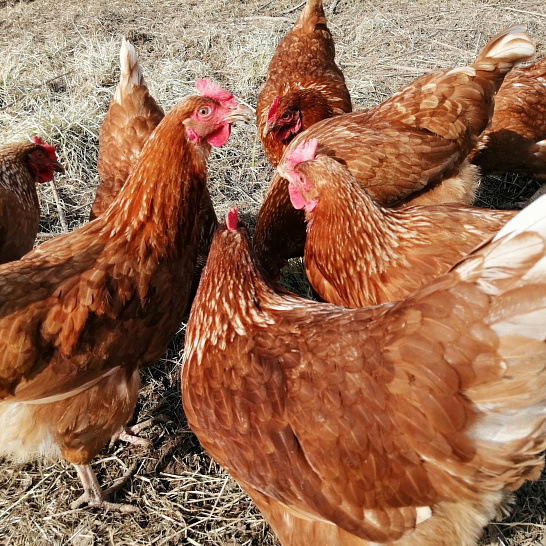 Фермерская курица